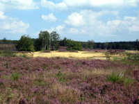 De Holsteenbron en Molenheide